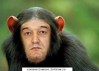 propunere sau jiji,